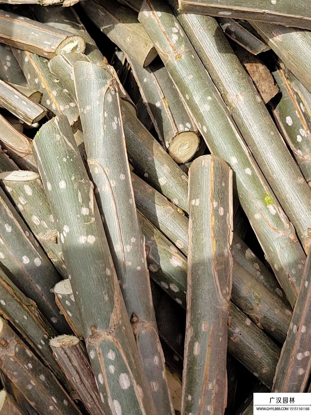 无絮杨-品种3804 无絮杨-品种3804