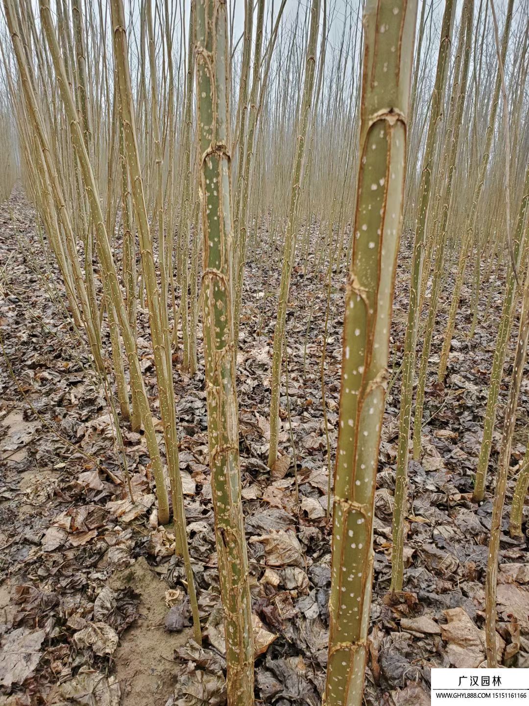 无絮杨-品种3804 无絮杨-品种3804