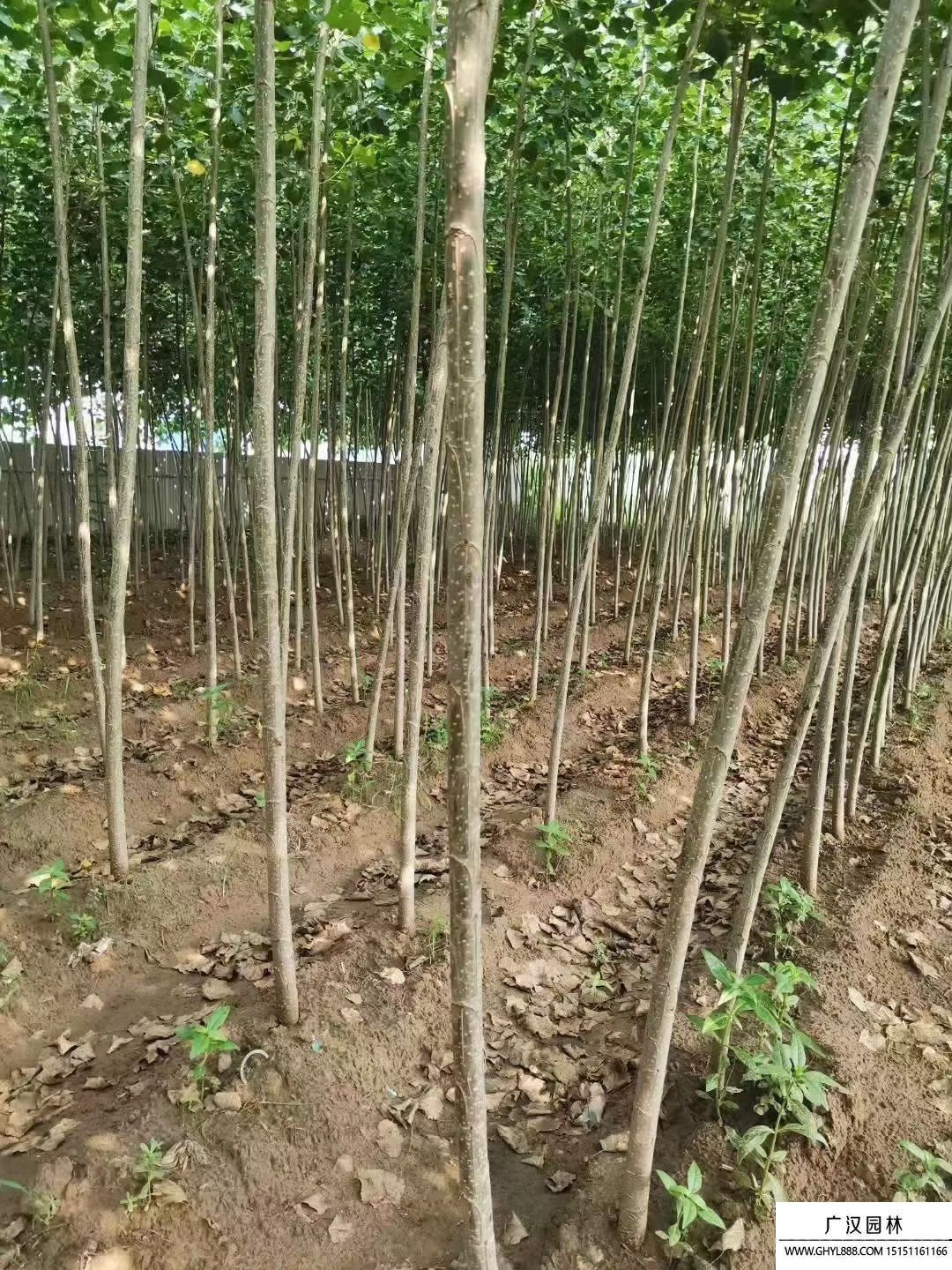 无絮杨-品种3804 无絮杨-品种3804