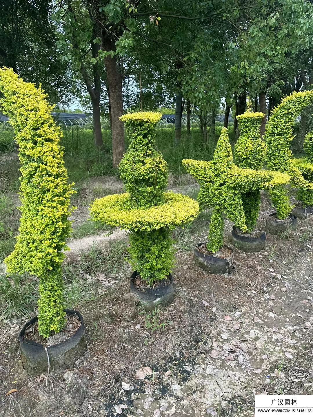 造型亮晶女贞 造型亮晶女贞
